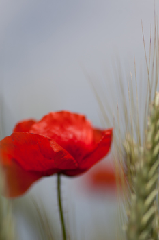 Mohnblume