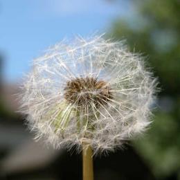 Pusteblume