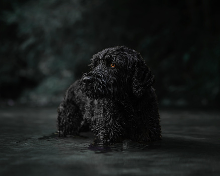Portugiesischer Wasserhund