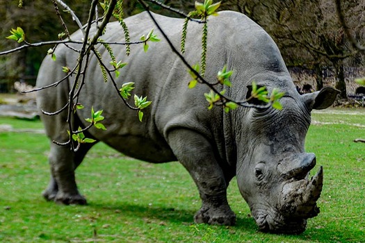 Nashorn