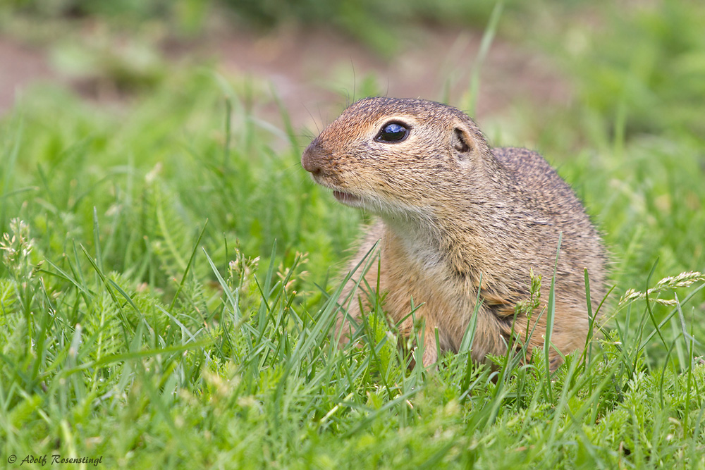 Europäische Ziesel (Spermophilus citellus)