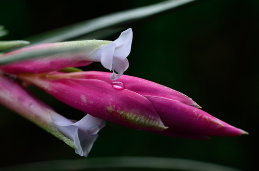 Tillandsienblüte