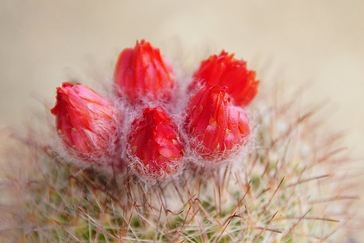 Knospig