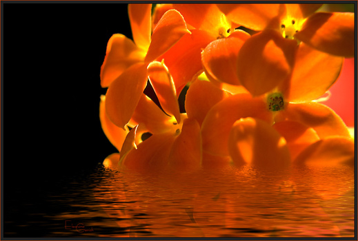 die schwimmende fette henne