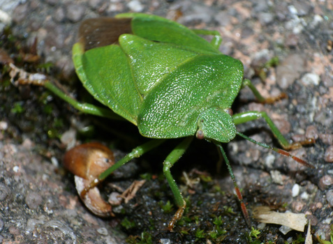 ??? Käfer