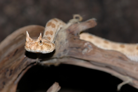 Hornviper