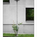 urbane vegetation - reload