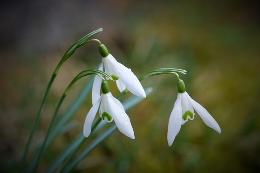 Frühlingsboten
