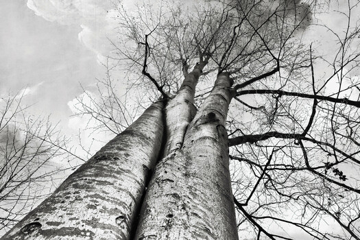 Gebrüder Baum