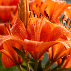 Oranges Blumenmeer