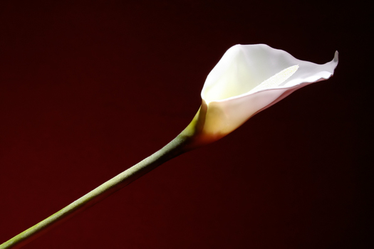 calla (danke ;-))