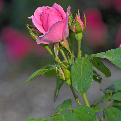 Rose