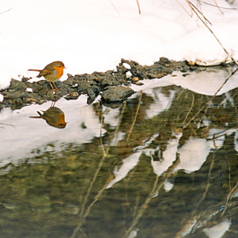 rotkehlchen