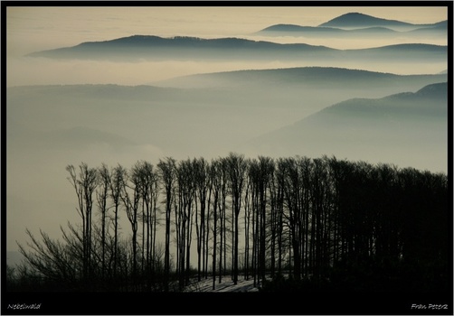 Nebelwald