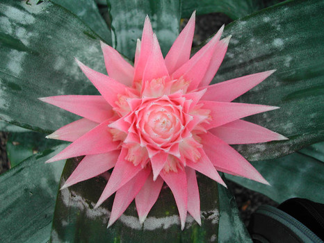 Stern Blüte