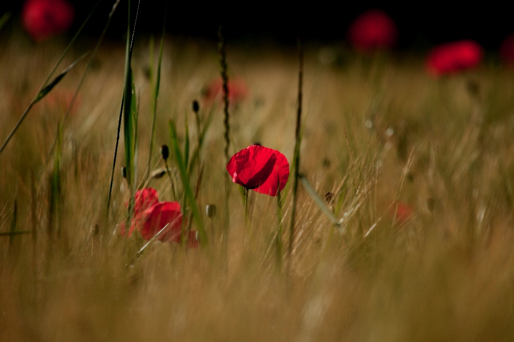 rot im Feld