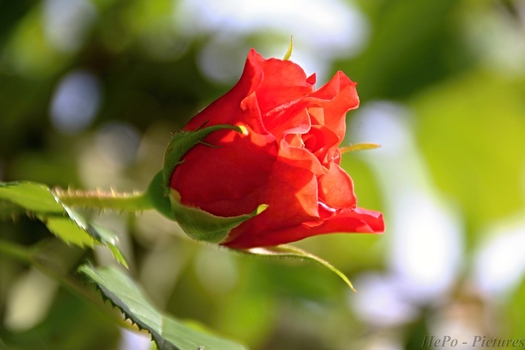 Rose 1