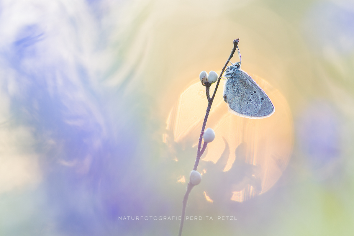 *morning has broken*