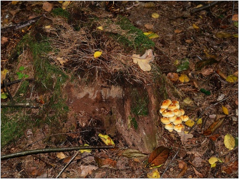 grünblättriger Schwefelkopf