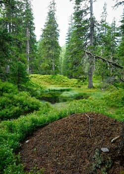 pure nature