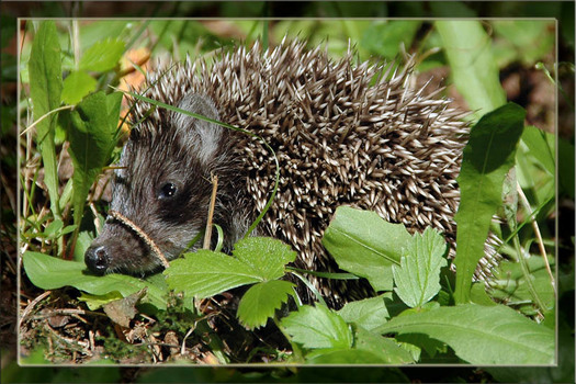 Baby Igel
