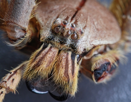 Malayische Jagdspinne 2
