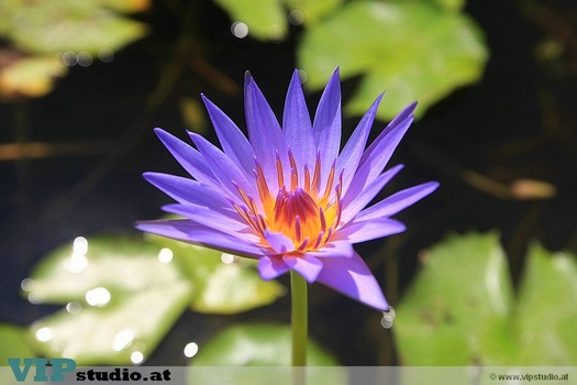 Blume