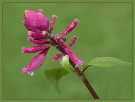 Salvia involucrata