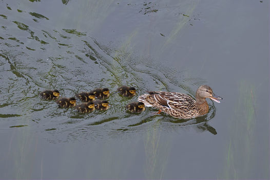 Schwimmen ist kinderleicht