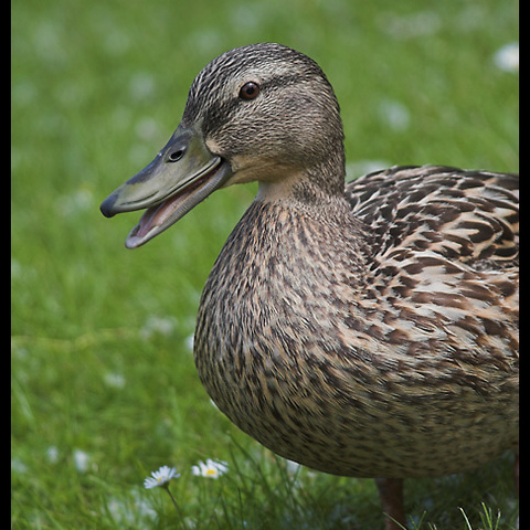 Quack