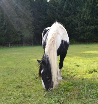 Edel