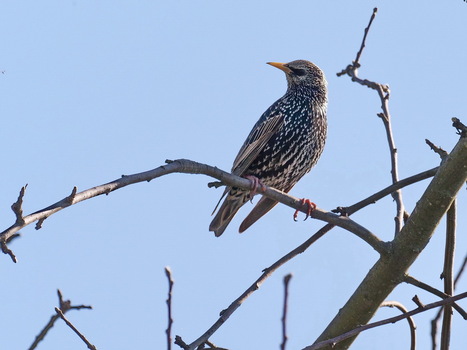 Star im Schlichtkleid (Sturnus vulgaris)