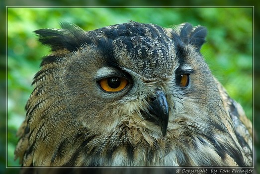 Der Blick der Weisen