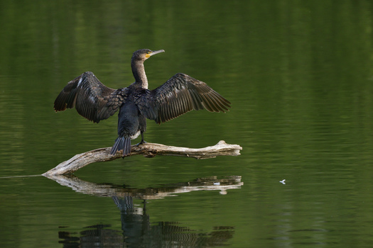 Kormoran