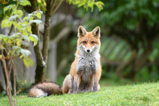 Besuch aus dem Wald
