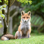 Besuch aus dem Wald