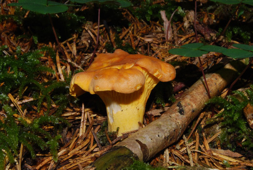 Eierschwammerl