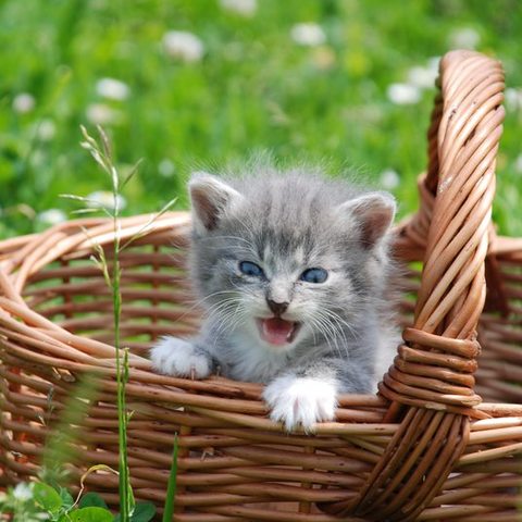 Katze im Korb