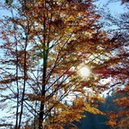 Herbstbaum