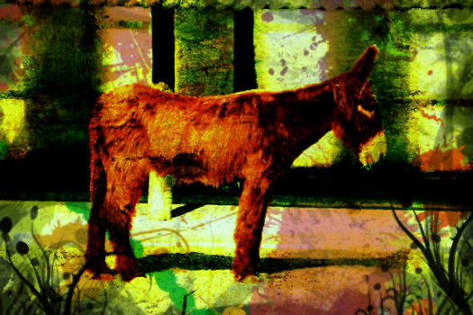 OCA Donkey