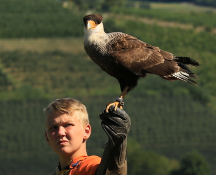 Skeptischer Nachwuchsfalkner