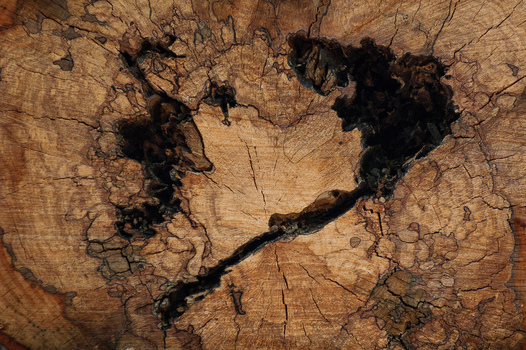 timber1