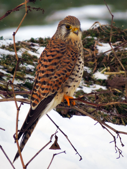 Turmfalke