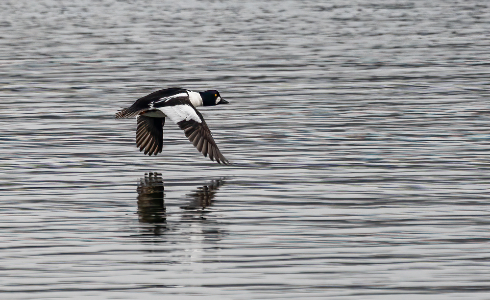 Schellente im Abflug