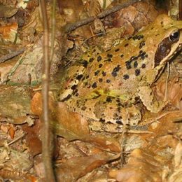 Sei kein Frosch - oder so