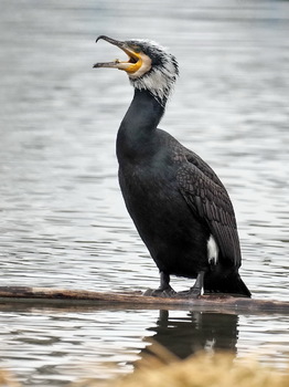 Kormoran im Prachtkleid