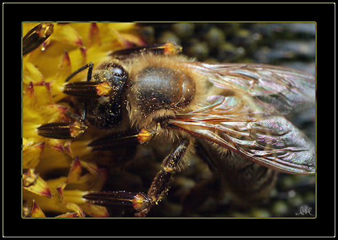 noch'n Bienchen