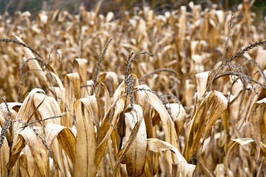 Vor der Ernte