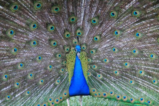 Pfau