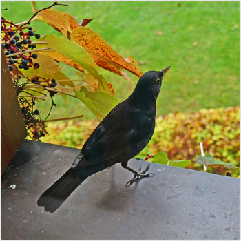 Amsel